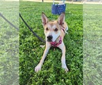 Small #7 American Pit Bull Terrier-Huskies  Mix