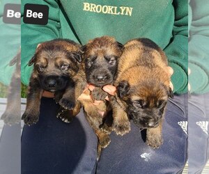 German Shepherd Dog Puppy for sale in KANSAS CITY, MO, USA