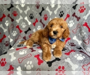 Goldendoodle (Miniature) Puppy for sale in LAKELAND, FL, USA
