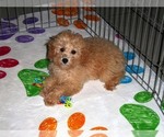 Small Photo #10 Poodle (Toy) Puppy For Sale in ORO VALLEY, AZ, USA