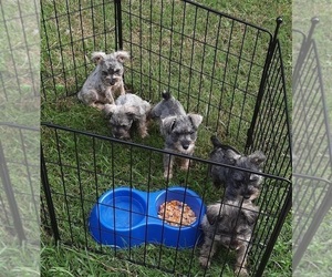 Schnauzer (Miniature) Puppy for sale in CARENCRO, LA, USA