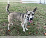 Small #3 German Shepherd Dog Mix