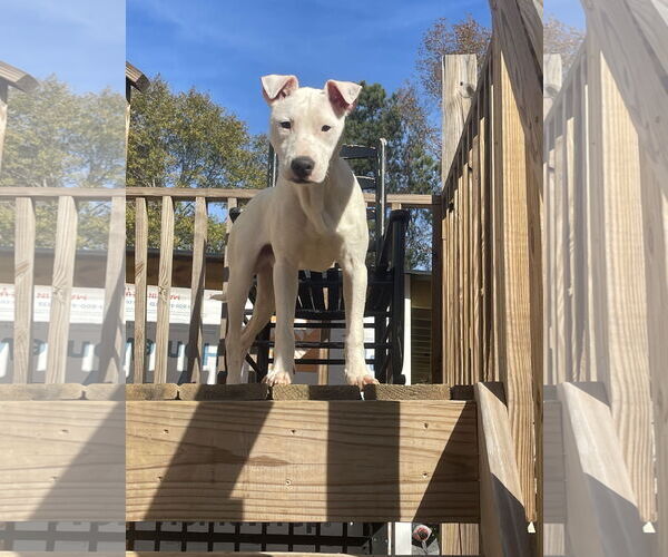 Medium Photo #11 Mutt Puppy For Sale in Holly Springs, NC, USA