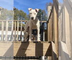 Small #10 Mutt