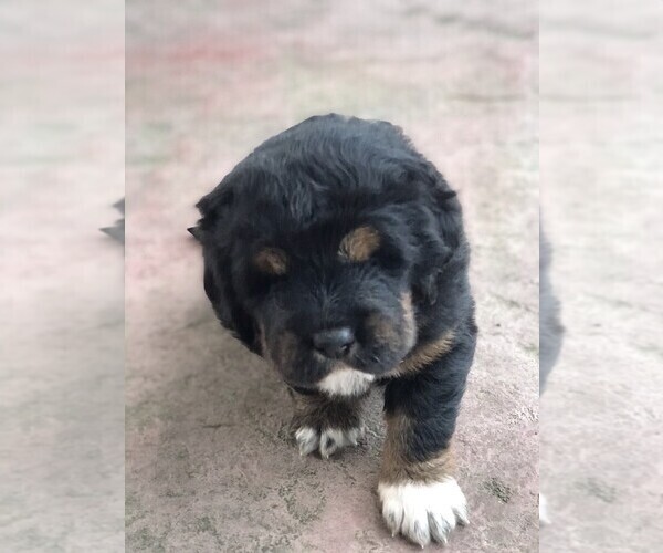 Medium Photo #5 Tibetan Mastiff Puppy For Sale in ALBANY, OR, USA