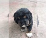 Small Photo #5 Tibetan Mastiff Puppy For Sale in ALBANY, OR, USA