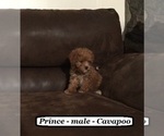 Small Photo #3 Cavapoo Puppy For Sale in CLARKRANGE, TN, USA