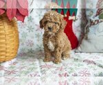Puppy Alissa Poodle (Miniature)