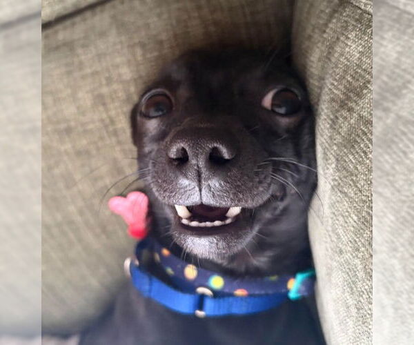 Medium Photo #4 Chihuahua Puppy For Sale in San Diego, CA, USA