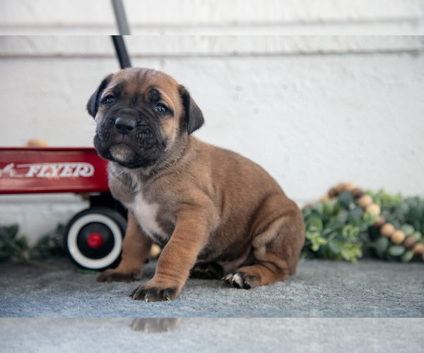 Medium Photo #1 Cane Corso Puppy For Sale in BIRD IN HAND, PA, USA