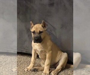 Presa Canario Puppy for sale in TULSA, OK, USA