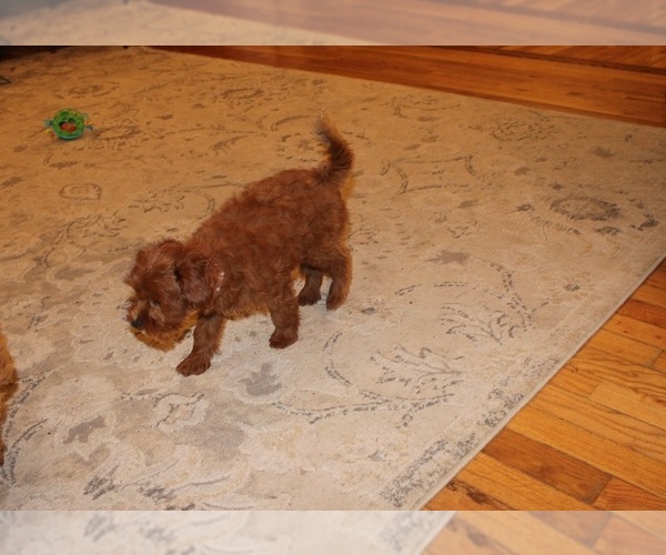 Medium Photo #7 Cavapoo (Miniature) Puppy For Sale in CLARKRANGE, TN, USA