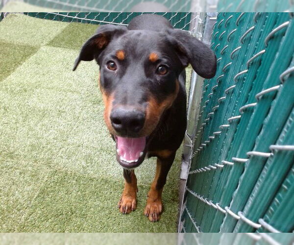 Medium Photo #1 Doberman Pinscher Puppy For Sale in Downey, CA, USA