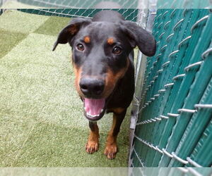 Doberman Pinscher Dogs for adoption in Downey, CA, USA