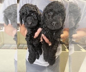 Irish Doodle-Poodle (Standard) Mix Puppy for sale in RUPERT, ID, USA