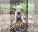Small #8 Labradoodle