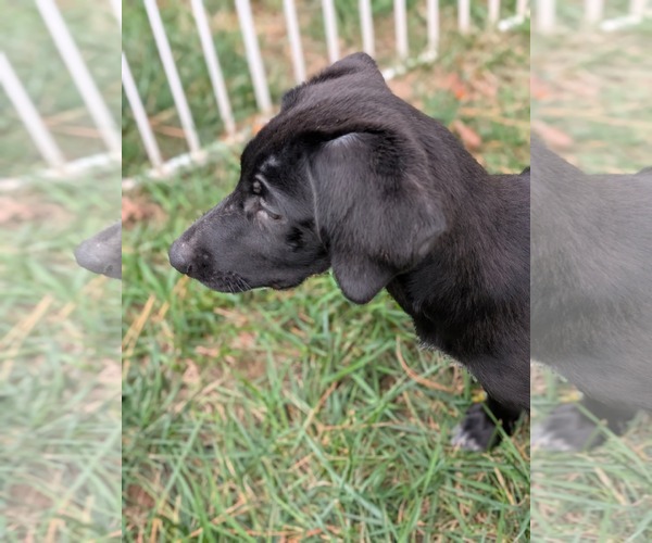 Medium Photo #3 Labrador Retriever-Unknown Mix Puppy For Sale in Holly Springs, NC, USA