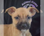 Small #6 American Staffordshire Terrier-Boxer Mix