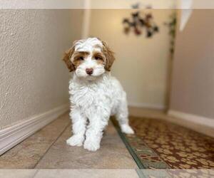 Poovanese Puppy for sale in TUCSON, AZ, USA