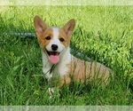 Small #2 Pembroke Welsh Corgi