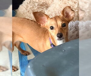 Peaches - Female Chihuahua-Unknown Mix Dog for Adoption - Photo #3
