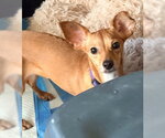Small Photo #3 Chihuahua-Unknown Mix Puppy For Sale in Ventura, CA, USA