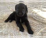 Puppy 5 Bordoodle