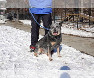 Blossom - Female Mutt Dog for Adoption - Photo #4