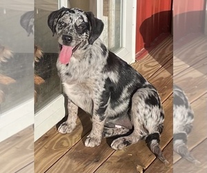 Sheprador Puppy for Sale in LEWISBURG, Kentucky USA