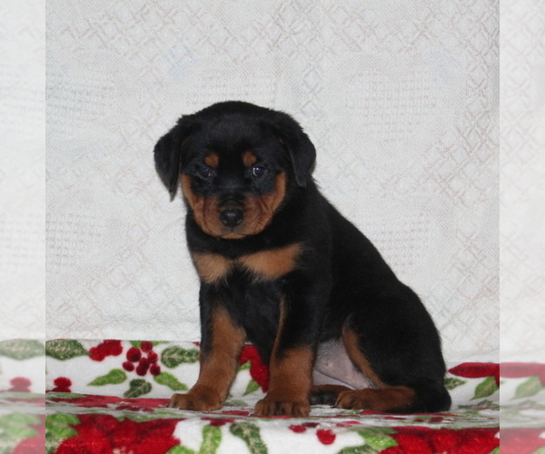 Medium Photo #1 Rottweiler Puppy For Sale in RISING SUN, MD, USA
