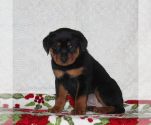 Rottweiler Puppy for sale in RISING SUN, MD, USA