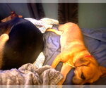 Small Photo #5 Mutt Puppy For Sale in Hinton, WV, USA