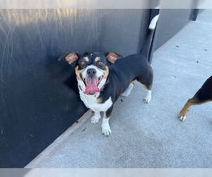 Mutt Dogs for adoption in San Martin, CA, USA