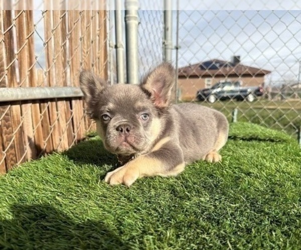 Medium Photo #1 French Bulldog Puppy For Sale in LA JOLLA, CA, USA