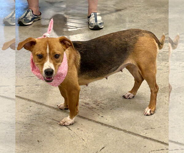 Medium Photo #7 Beagle-Unknown Mix Puppy For Sale in Batavia, OH, USA