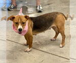 Small #6 Beagle Mix