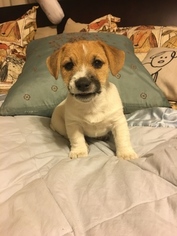 Jack Russell Terrier Puppy for sale in BISHOP, CA, USA
