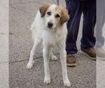 Small #1 Collie-Great Pyrenees Mix