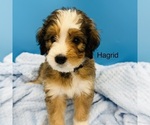 Puppy Hagrid Bernedoodle