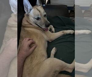Dakota - Female Mutt Dog for Adoption - Photo #3