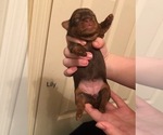 Puppy Lily Shorkie Shih Tzu