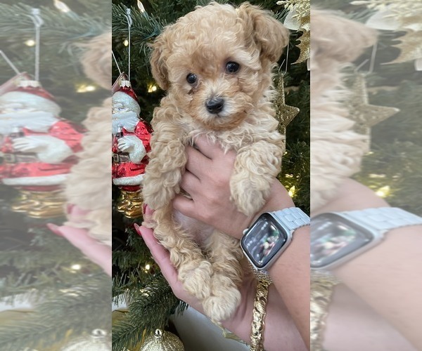 Full screen Photo #3 Cavapoo Puppy For Sale in CITRUS HTS, CA, USA