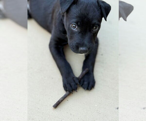 Medium Photo #8 Labrador Retriever-Unknown Mix Puppy For Sale in Fenton, MO, USA