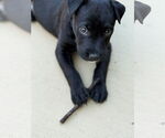 Small #7 Labrador Retriever Mix