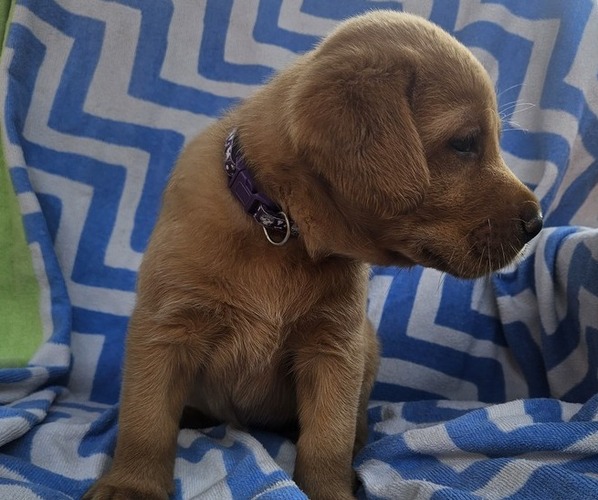Medium Photo #2 Labrador Retriever Puppy For Sale in BUFFALO, NY, USA