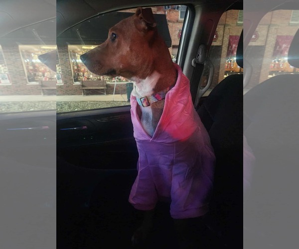 Medium Photo #3 Mutt Puppy For Sale in Clinton , MI, USA