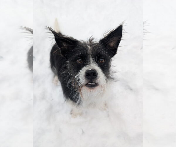 Medium Photo #2 Mutt Puppy For Sale in Sandy, UT, USA