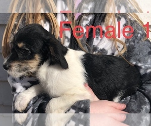 Poogle Puppy for Sale in CLINTON, Missouri USA