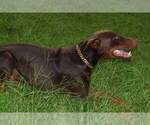 Small Photo #11 Doberman Pinscher Puppy For Sale in MONROE, NC, USA