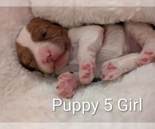 Medium Photo #10 Cavapoo (Miniature) Puppy For Sale in SAINT FRANCIS, MN, USA